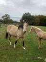 Cavalla Palomino (Race) In vendita 2018 Isabella ,  Miracle du Moulin Pre