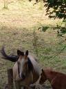 Cavalla Palomino (Race) In vendita 2018 Isabella ,  Miracle du Moulin Pre