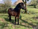 Castrone Dartmoor In vendita 2023 Baio ,  Udson de Kergroix