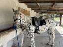 Castrone Origine Non Constatata In vendita 2019 Appaloosa