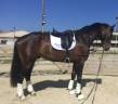 Castrone KWPN Cavallo da Sport Neerlandese In vendita 2019 Sauro ,  GENESIS DU ROUTY