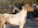 Cavalla Palomino (Race) In vendita 2009 Pezzato ,  Eclair Rebel du Moulin Pré