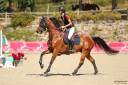 Castrone Sella Francese In vendita 2019 Baio ,  Javallo