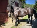 Cavalla Percheron In vendita 2011 Nero