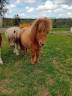 Puledra Shetland In vendita 2024 Sauro ,  stjernens waston