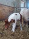 Puledro Shetland In vendita 2025 Pezzato