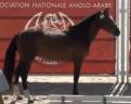 Intero PFS Pony Francese da Sella In vendita 2022 Baio ,  Usandro Tilia Derlenn