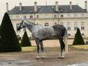 Cavalla KWPN Cavallo da Sport Neerlandese In vendita 2011 Grigio ,  INGMAR