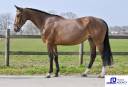 Cavalla BWP Cavallo da Sangue Belgio In vendita 2020 Baio ,  Leandro Vg