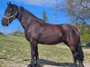 Cavalla Frisone In vendita 2015 Nero ,  GERBEN 479
