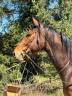 Castrone AQPS In vendita 2019 Baio