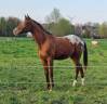 Castrone Appaloosa In vendita 2021 Baio