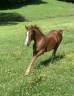 Intero PFS Pony Francese da Sella In vendita 2024 Sauro ,  King Kong star d'été
