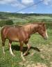 Intero PFS Pony Francese da Sella In vendita 2024 Sauro ,  King Kong star d'été