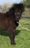 Stallone Shetland In vendita 2024 Nero ,  EDWARD