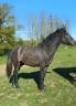Castrone New Forest In vendita 2023 Baio ,  ROB ROY DU GARON