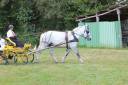 Puledra Percheron In vendita 2021 Grigio ,  drageur du caroi