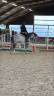 Pony di 6 anni.