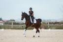 Cavalla KWPN Cavallo da Sport Neerlandese In vendita 2016 Baio