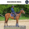 Cavalla Purosangue In vendita 2022 Baio ,  DSCHINGIS SECRET (GER)