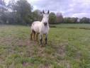 Cavalla Percheron In vendita 2019 Grigio ,  drageur du caroi