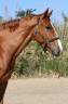 Castrone Sella Francese In vendita 2016 Sauro ,  EPSOM GESMERAY, SFA