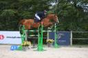 Castrone Sella Francese In vendita 2016 Sauro ,  EPSOM GESMERAY, SFA