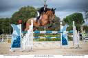 Cavalla Sella Francese In vendita 2016 Baio ,  Vigo d'arsouilles
