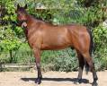 Castrone BWP Cavallo da Sangue Belgio In vendita 2019 Baio ,  ONCLE POL