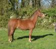 Cavalla PFS Pony Francese da Sella In vendita 2020 Sauro ,  flocks de la vallée