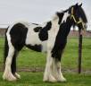 Cavalla Welsh Poney (Sezione D), Welsh Cob  In vendita 2014 Pezzato