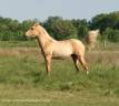 Puledro Azteca In vendita 2024 Palomino ,  ICE DREAM ONE