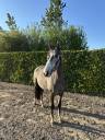 Castrone Altre Razze di Pony In vendita 2021 Grigio