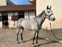 Castrone Purosangue In vendita 2020 Grigio