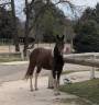 Castrone Paint Horse In vendita 2021 Tobiano