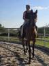 Castrone Trottatore Francese In vendita 2014 Baio