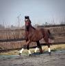 Castrone sBs Cavallo da Sport Belgio In vendita 2023 Baio scuro