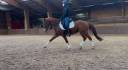 Castrone PFS Pony Francese da Sella In vendita 2016 Sauro