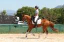 Castrone PFS Pony Francese da Sella In vendita 2016 Sauro