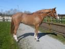 Castrone sBs Cavallo da Sport Belgio In vendita 2021 Sauro ,  George Z