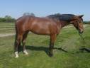 Castrone KWPN Cavallo da Sport Neerlandese In vendita 2020 Baio ,  Grandorado TN