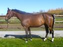 Castrone sBs Cavallo da Sport Belgio In vendita 2018 Baio ,  ERNEST JAP