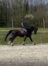Dressage top horse
