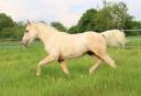 Puledro Quarter Horse In vendita 2024 Palomino