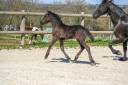 Puledra Frisone In vendita 2025 Nero ,  MANS 543