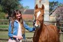 Puledro PFS Pony Francese da Sella In vendita 2024 Sauro ,  Champagne d'Ar Cus