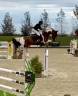 Castrone BWP Cavallo da Sangue Belgio In vendita 2016 Pezzato ,  By cera d’ick