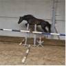 Cavalla sBs Cavallo da Sport Belgio In vendita 2021 Baio ,  Calasco van de helle