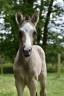 Puledra Dutch Riding Pony In vendita 2024 Isabella ,  No Records.
