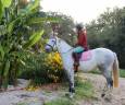 Cavalla Lusitano In vendita 2018 Grigio